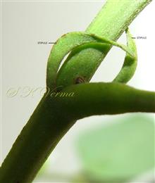  Stipules